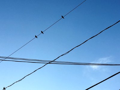 Birds on a Wire photo