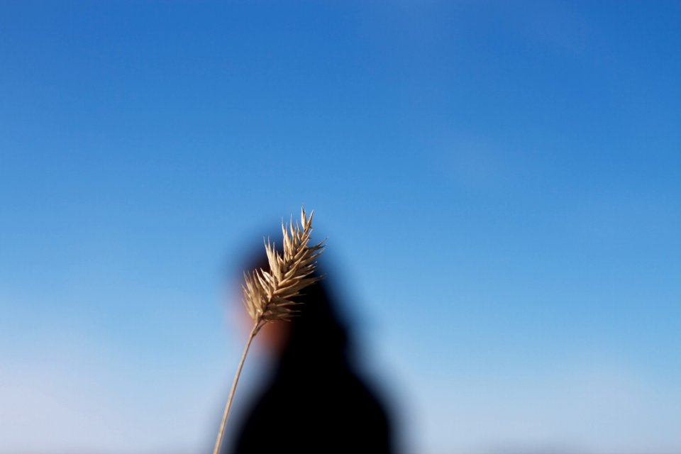 She's Of The Prairie