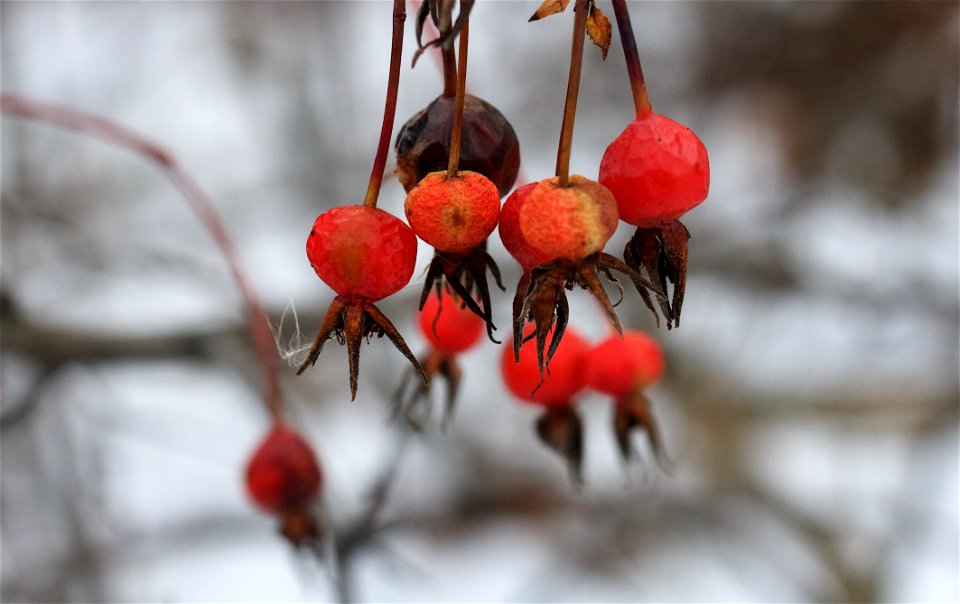2020/366/3 The Rose Hip Gang