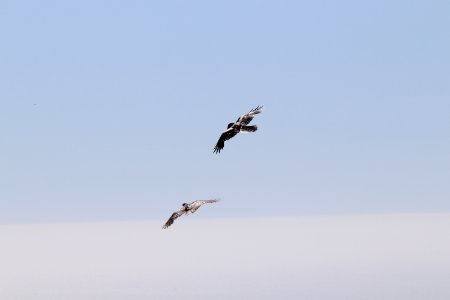 Crows at Twin Peaks