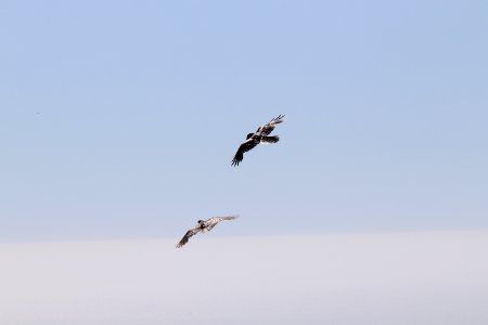 Crows at Twin Peaks photo