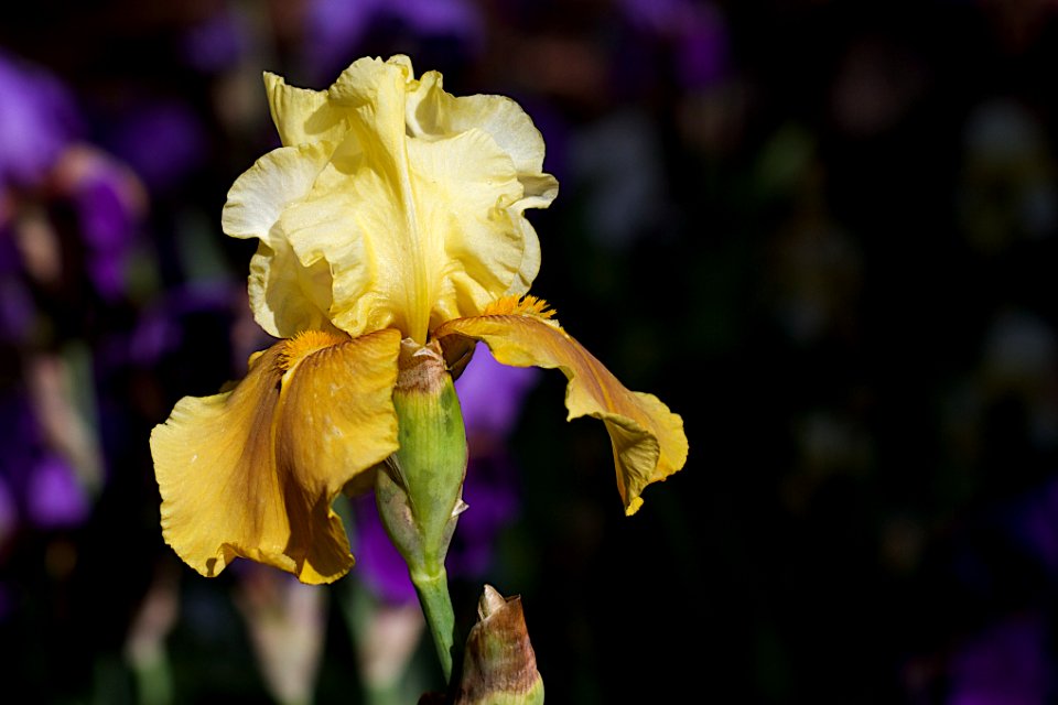Gold One