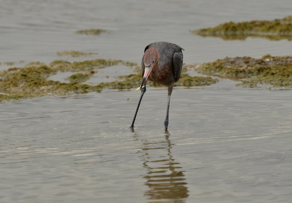 Egretta rufescens