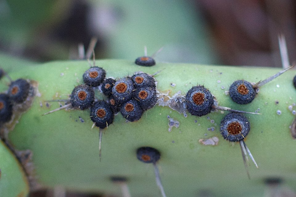2014/365/263 More to a Cactus Than a Bunch of Needles