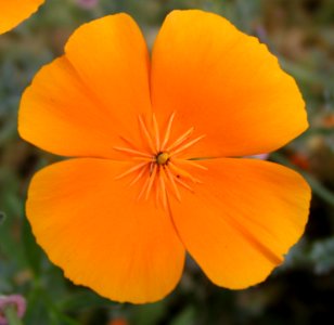 Spring Flowers From Strawberry