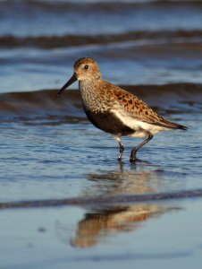 Calidris alpina photo