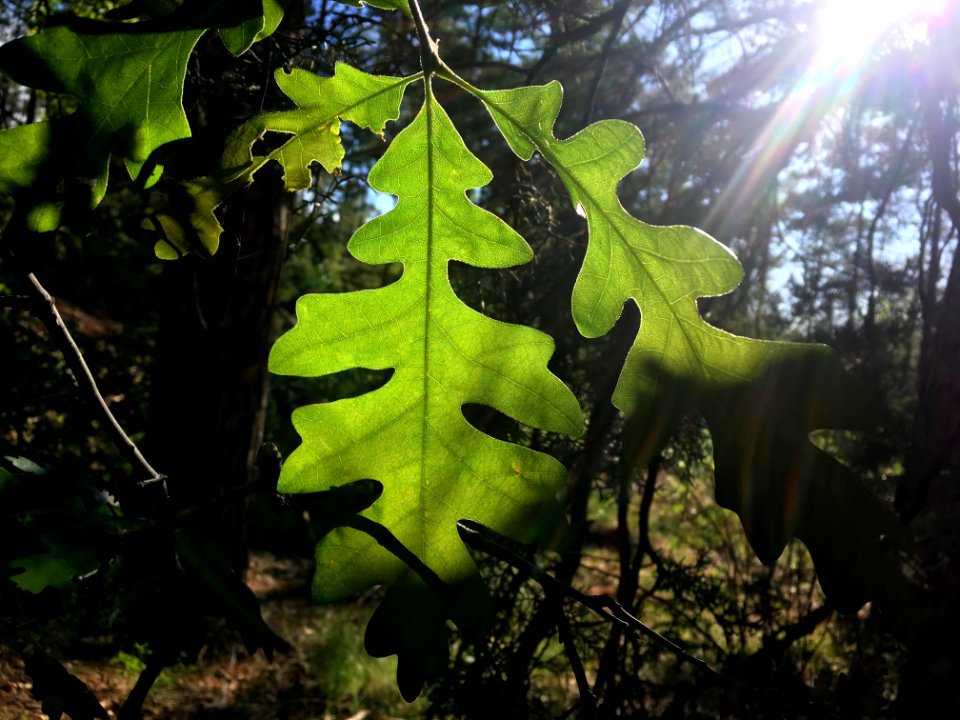 Oak in the Sun