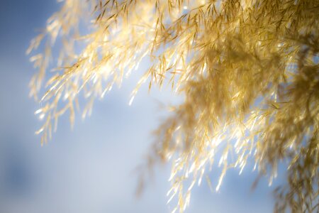 Gold sunlight nature