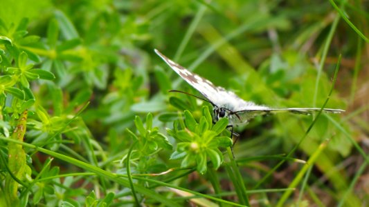 Melanargia galathea 1