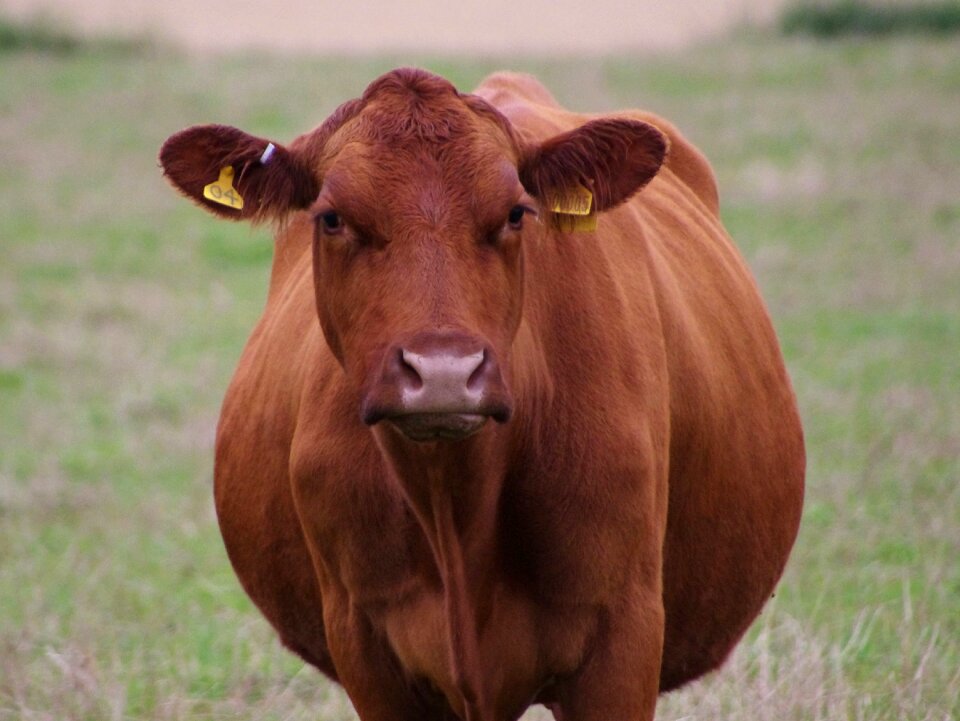 Cattle livestock farming