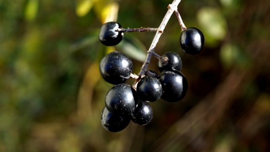 Beeren