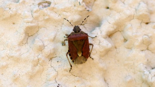 Dolycoris baccarum