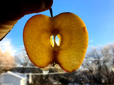 Apple Translucence