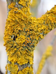 Lichen branch xanthoria parietina photo