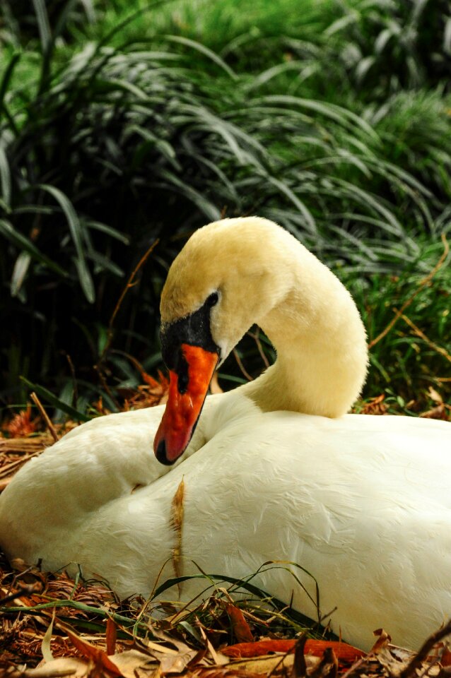 Swan brissago islands