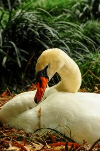 Swan brissago islands