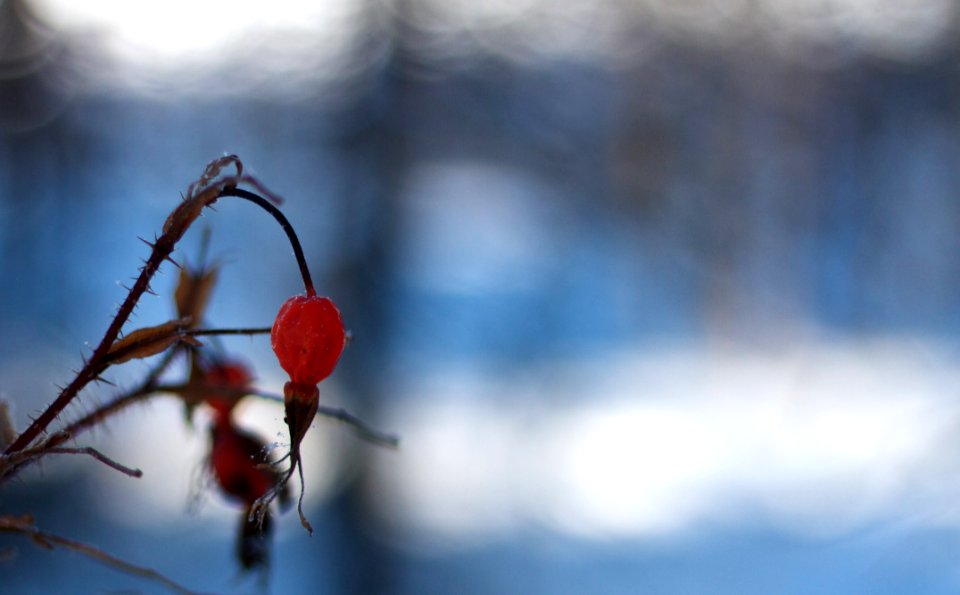 Precious Rose Hip