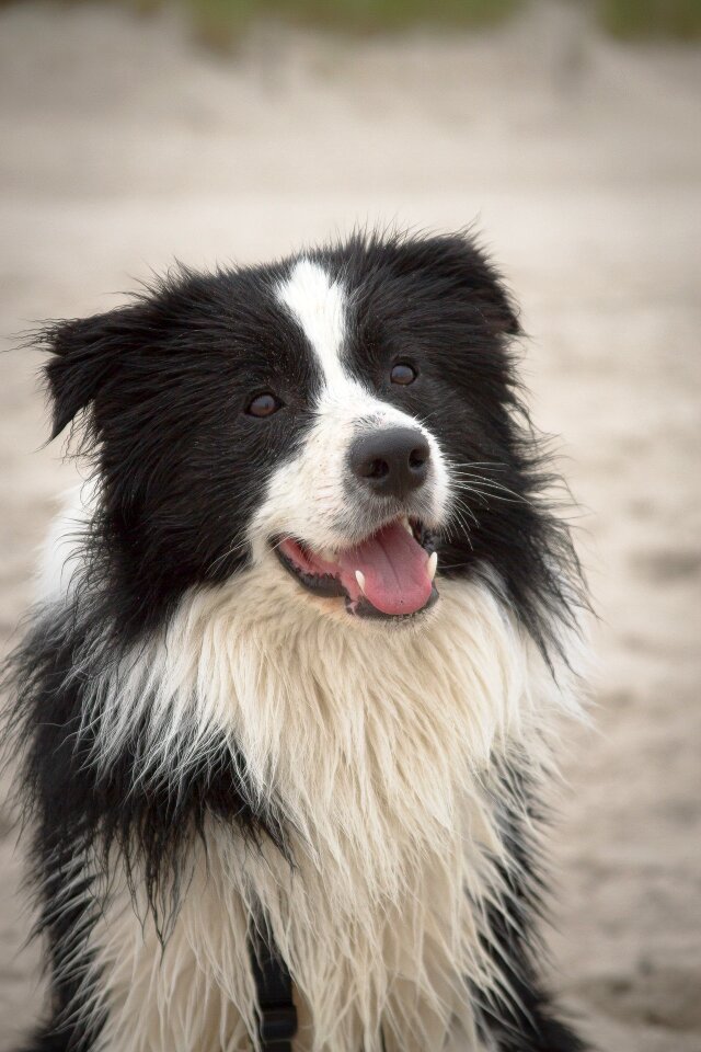 Purebred dog summer british sheepdog