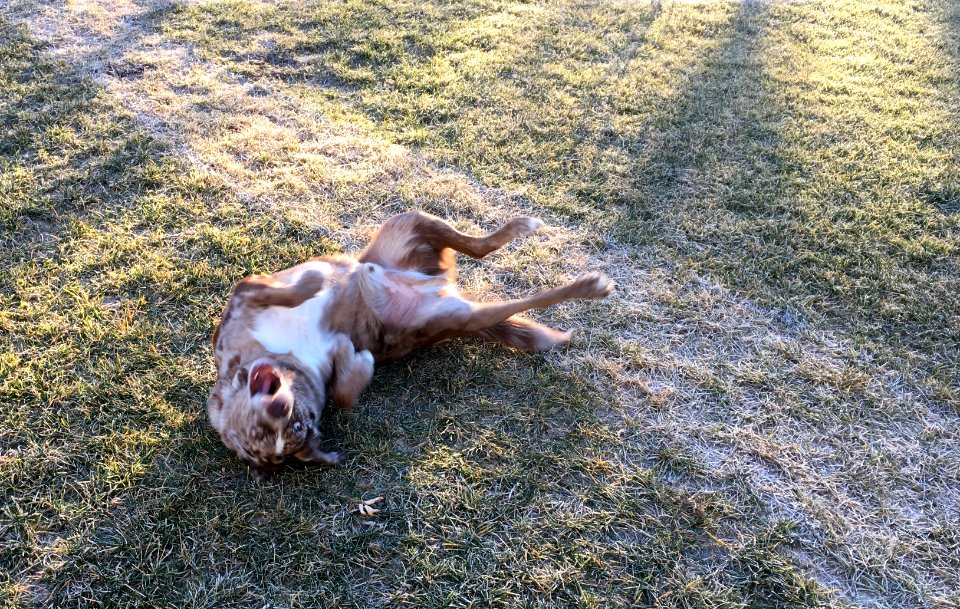 Nothing Like a Good Roll in the Frosty Grass
