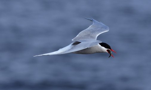 Sterna paradisaea photo