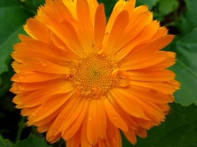 Orange bright summer