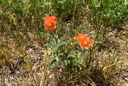 Familiar Flowers