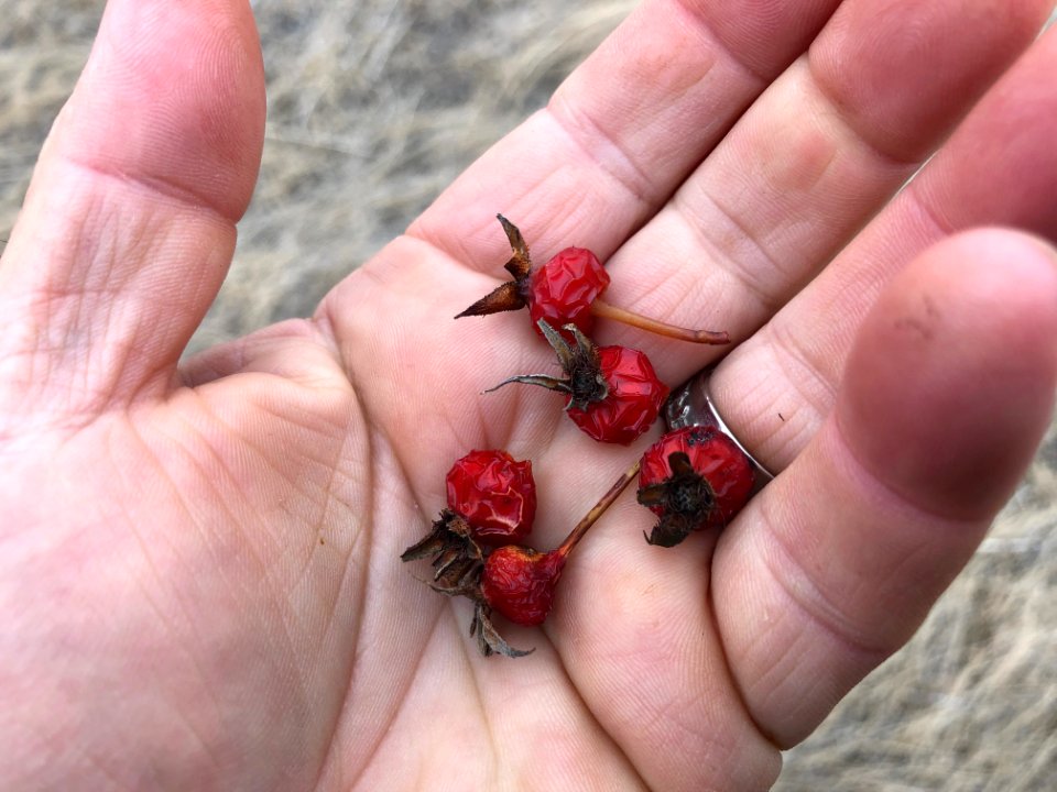 2020/366/96 Handful of Rose Hips