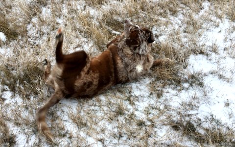 This Morning's Snow Roll photo