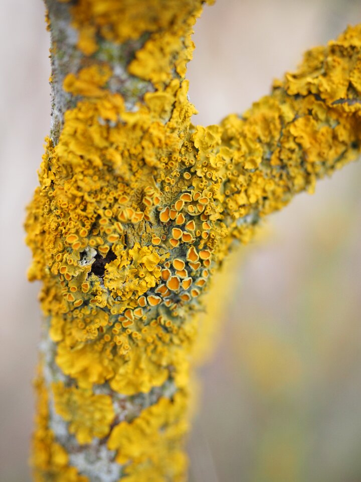 Lichen branch xanthoria parietina