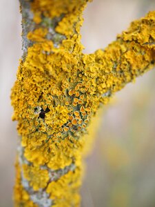 Lichen branch xanthoria parietina photo