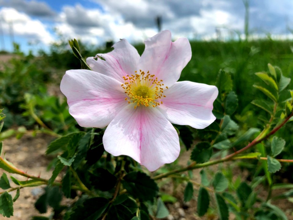 2020/366/188 Roadside Wild Rose