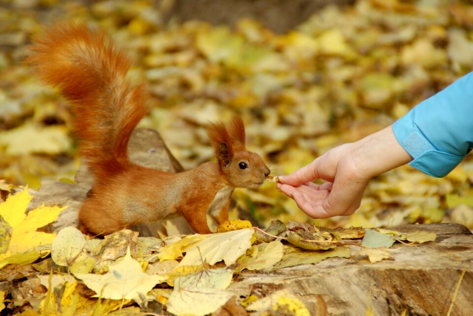 Fauna rodent food