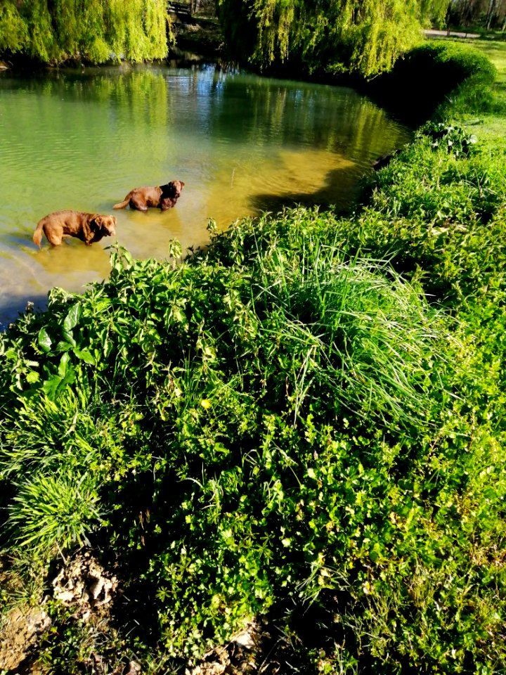 Plage à Labradors