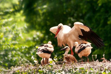 Young birds feed feather