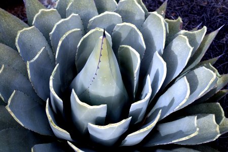 Forest Agave