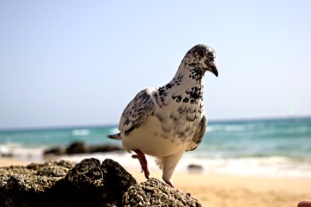 Fuerteventura - gull photo