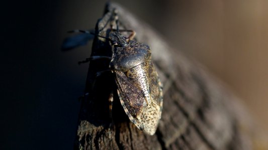 Rhaphigaster nebulosa