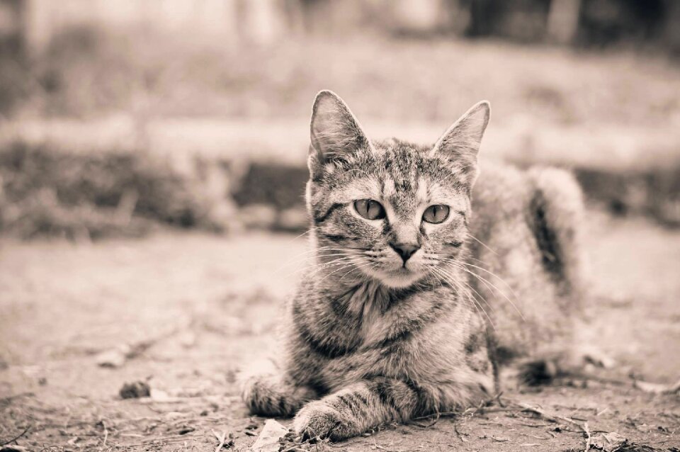 Cat animal emotion