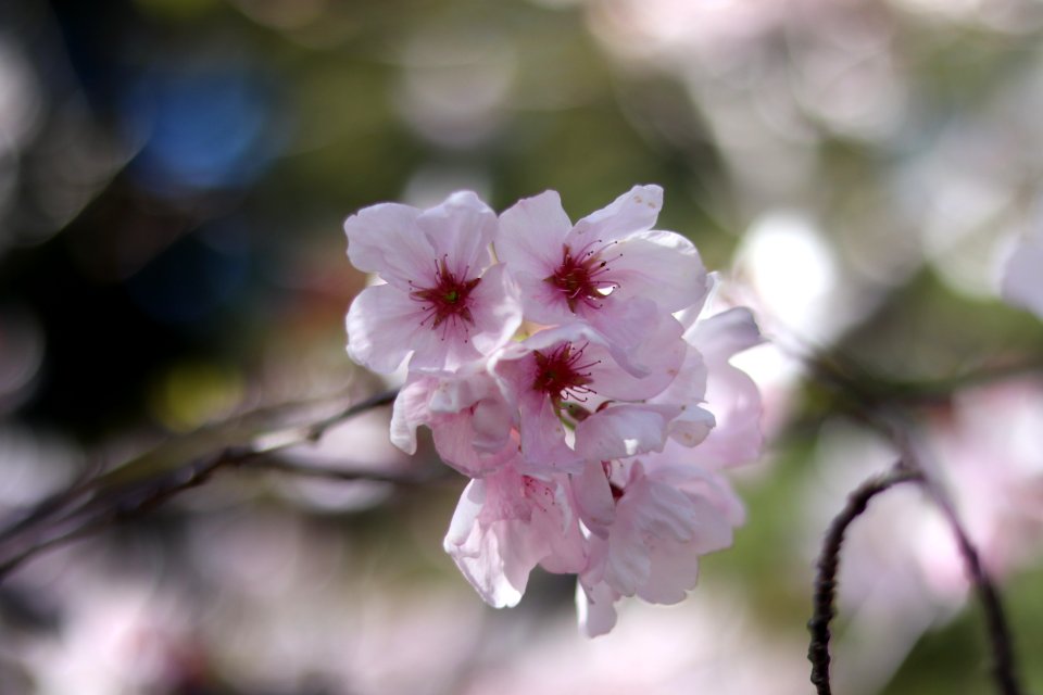 UC Berkeley Cherry Blossoms