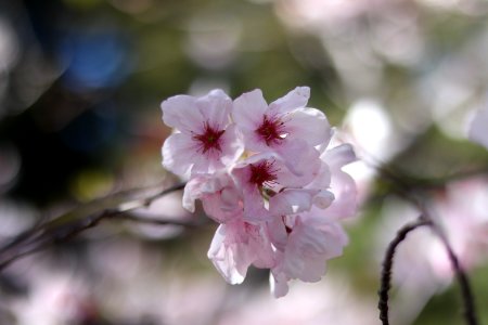 UC Berkeley Cherry Blossoms