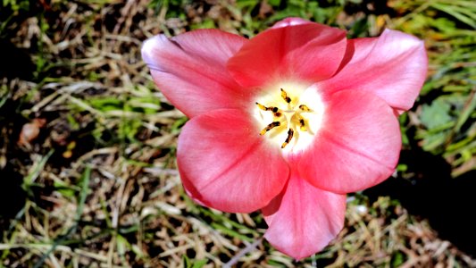 Tulpe-Rosa