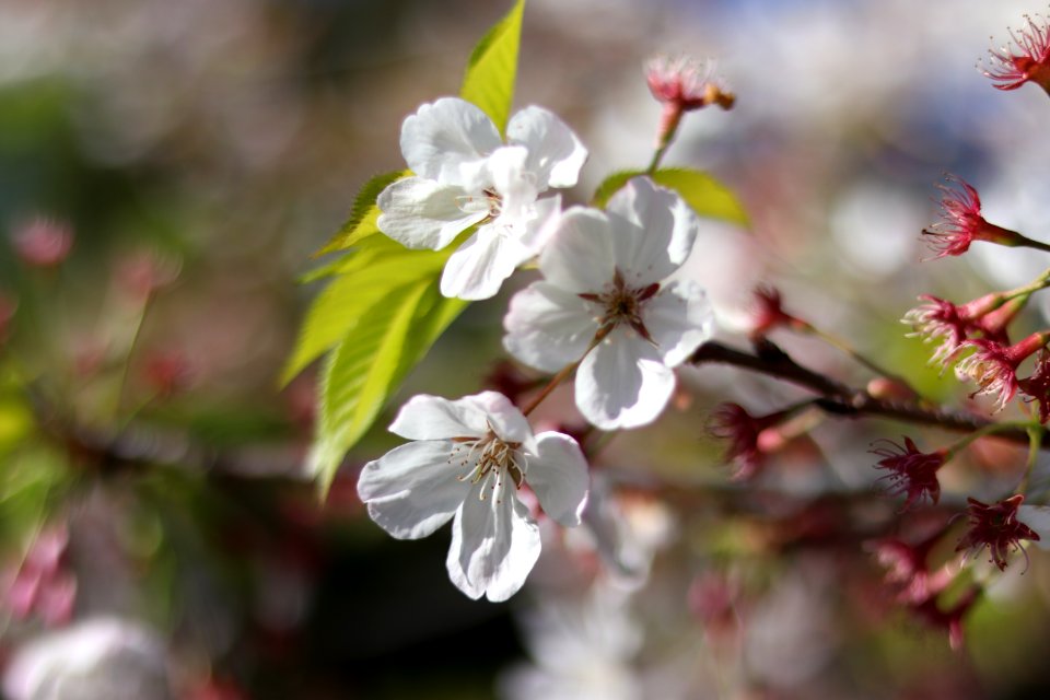 UC Berkeley Cherry Blossoms