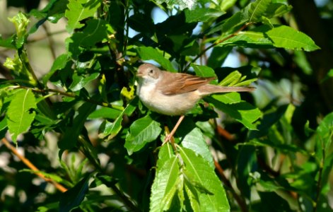 Sylvia communis