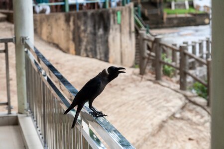 Crow ave animal photo