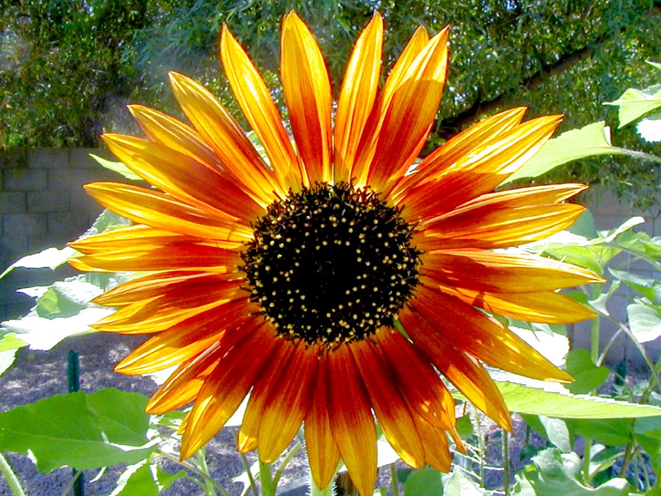 Sunflower