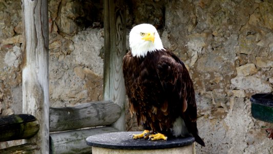 Seeadler