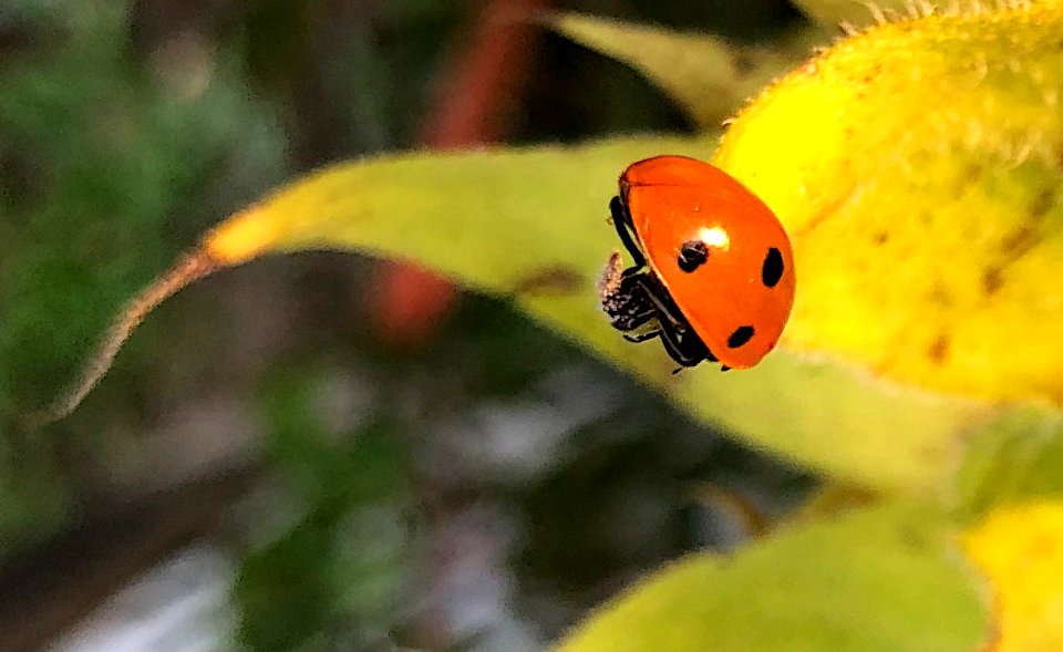 Lady Bug Helmet
