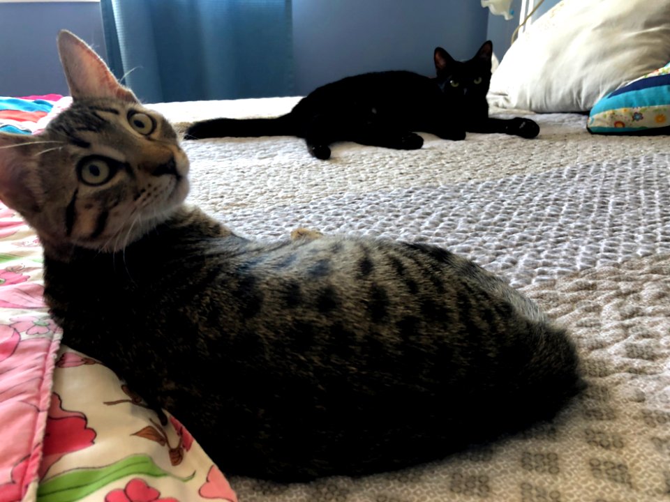 Hello? We Are Having a Meeting