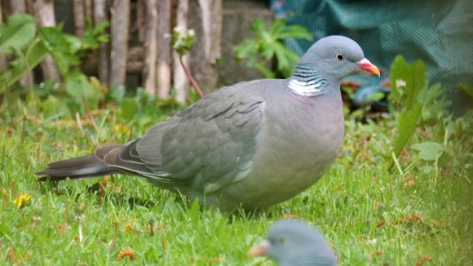 Ringeltaubenpärchen in der Wiese