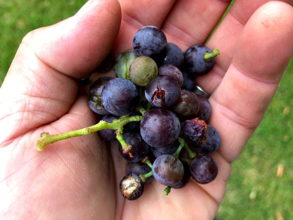 2019/365/53 Got Grapes?